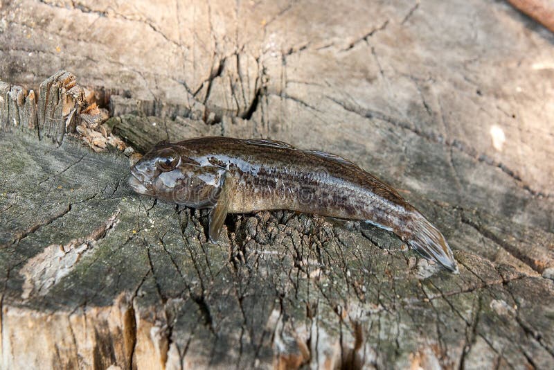 Freshwater bullhead fish or round goby fish known as Neogobius melanostomus and Neogobius fluviatilis pallasi just taken from the water. Raw bullhead fish called goby fish on natural vintage wooden background. Freshwater bullhead fish or round goby fish known as Neogobius melanostomus and Neogobius fluviatilis pallasi just taken from the water. Raw bullhead fish called goby fish on natural vintage wooden background