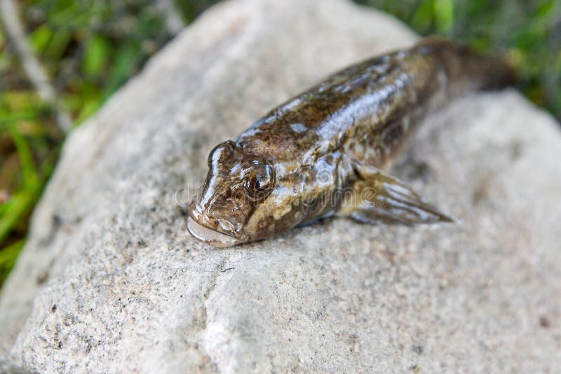 Freshwater bullhead fish or round goby fish known as Neogobius melanostomus and Neogobius fluviatilis pallasi just taken from the water. Raw bullhead fish called goby fish on grey stone. Freshwater bullhead fish or round goby fish known as Neogobius melanostomus and Neogobius fluviatilis pallasi just taken from the water. Raw bullhead fish called goby fish on grey stone.