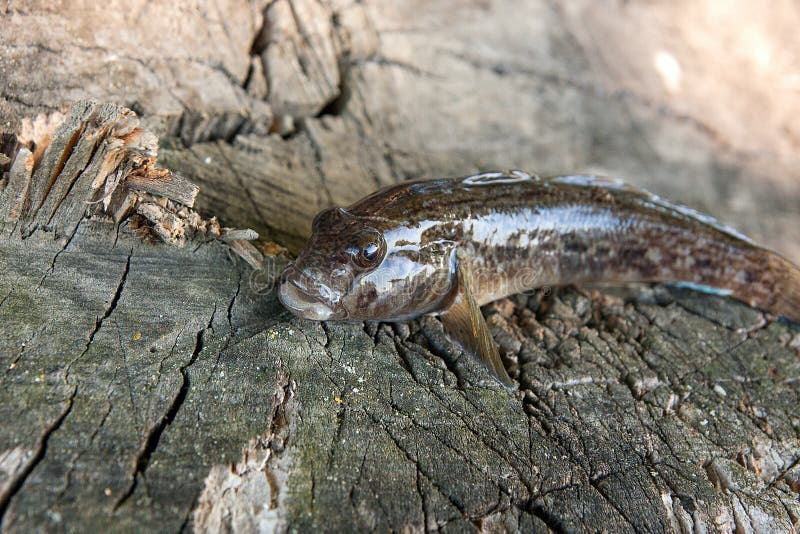 Freshwater bullhead fish or round goby fish known as Neogobius melanostomus and Neogobius fluviatilis pallasi just taken from the water. Raw bullhead fish called goby fish on natural vintage wooden background. Freshwater bullhead fish or round goby fish known as Neogobius melanostomus and Neogobius fluviatilis pallasi just taken from the water. Raw bullhead fish called goby fish on natural vintage wooden background