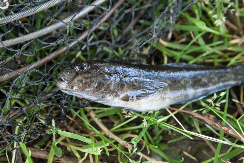 Freshwater bullhead fish or round goby fish known as Neogobius melanostomus and Neogobius fluviatilis pallasi just taken from the water. Raw bullhead fish called goby fish on black fishing and green grass as background. Freshwater bullhead fish or round goby fish known as Neogobius melanostomus and Neogobius fluviatilis pallasi just taken from the water. Raw bullhead fish called goby fish on black fishing and green grass as background