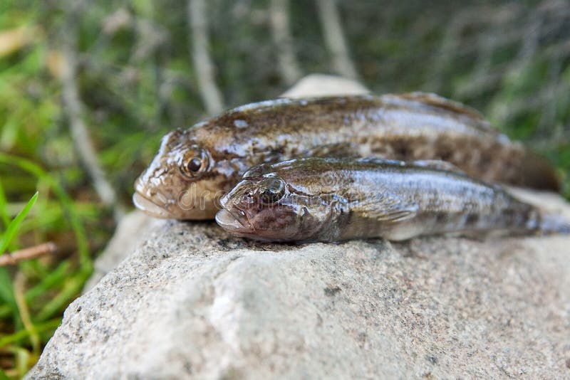 Freshwater bullhead fish or round goby fish known as Neogobius melanostomus and Neogobius fluviatilis pallasi just taken from the water. Raw bullhead fish called goby fish on grey stone. Freshwater bullhead fish or round goby fish known as Neogobius melanostomus and Neogobius fluviatilis pallasi just taken from the water. Raw bullhead fish called goby fish on grey stone.