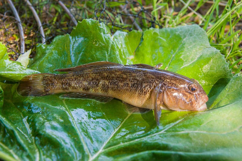 Freshwater bullhead fish or round goby fish known as Neogobius melanostomus and Neogobius fluviatilis pallasi just taken from the water. Close up view of raw bullhead fish called goby fish on big green leaf. Freshwater bullhead fish or round goby fish known as Neogobius melanostomus and Neogobius fluviatilis pallasi just taken from the water. Close up view of raw bullhead fish called goby fish on big green leaf.