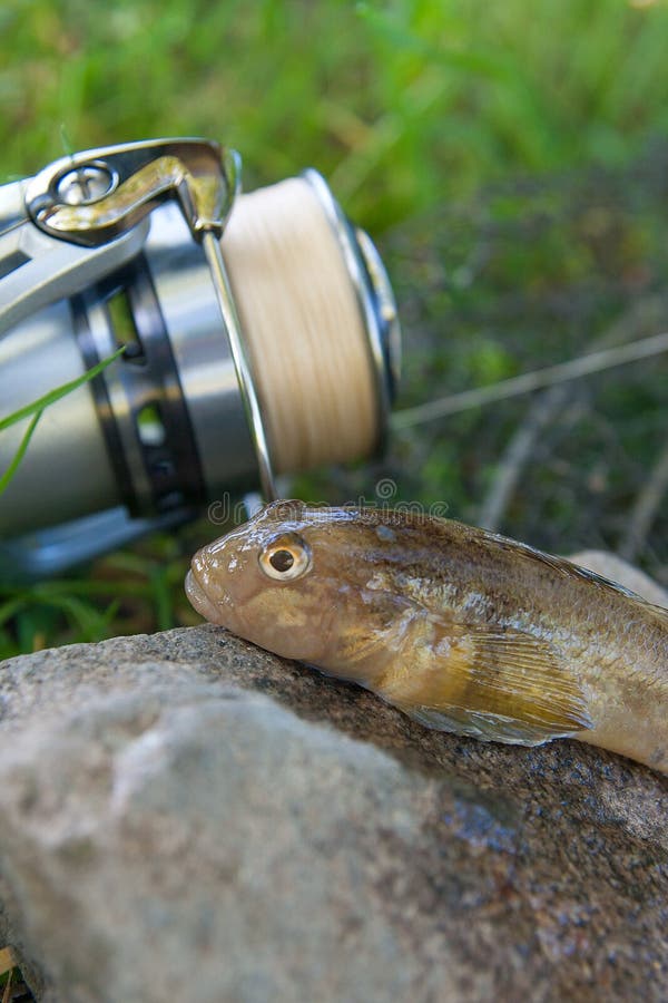 Freshwater bullhead fish or round goby fish known as Neogobius melanostomus and Neogobius fluviatilis pallasi just taken from the water. Close up view of raw bullhead fish called goby fish on grey stone background and fishing rod with reel on natural background. Freshwater bullhead fish or round goby fish known as Neogobius melanostomus and Neogobius fluviatilis pallasi just taken from the water. Close up view of raw bullhead fish called goby fish on grey stone background and fishing rod with reel on natural background