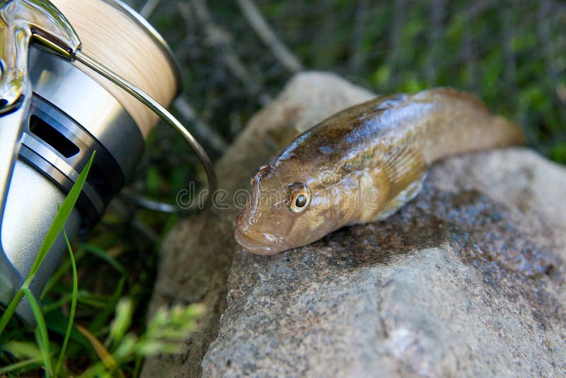 Freshwater bullhead fish or round goby fish known as Neogobius melanostomus and Neogobius fluviatilis pallasi just taken from the water. Close up view of raw bullhead fish called goby fish on grey stone background and fishing rod with reel on natural background. Freshwater bullhead fish or round goby fish known as Neogobius melanostomus and Neogobius fluviatilis pallasi just taken from the water. Close up view of raw bullhead fish called goby fish on grey stone background and fishing rod with reel on natural background