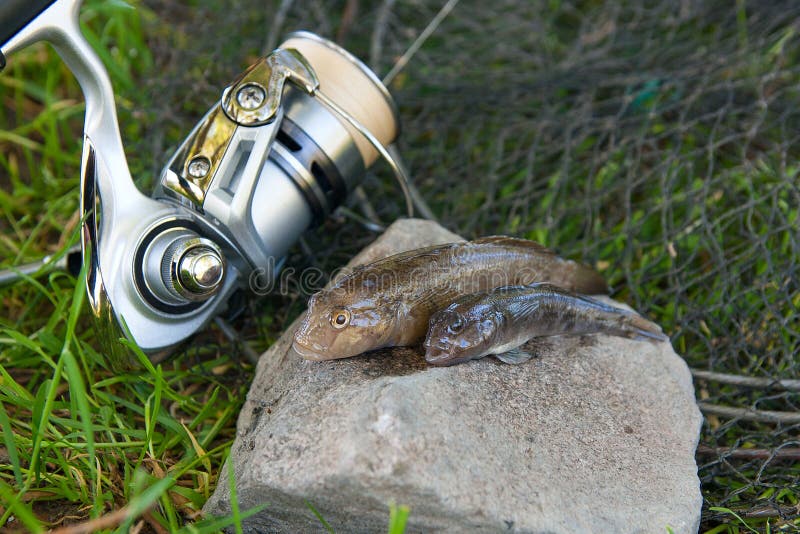 Freshwater bullhead fish or round goby fish known as Neogobius melanostomus and Neogobius fluviatilis pallasi just taken from the water. Two raw bullhead fish called goby fish on grey stone background and fishing rod with reel on natural background. Freshwater bullhead fish or round goby fish known as Neogobius melanostomus and Neogobius fluviatilis pallasi just taken from the water. Two raw bullhead fish called goby fish on grey stone background and fishing rod with reel on natural background