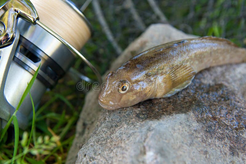 Freshwater bullhead fish or round goby fish known as Neogobius melanostomus and Neogobius fluviatilis pallasi just taken from the water. Close up view of raw bullhead fish called goby fish on grey stone background and fishing rod with reel on natural background. Freshwater bullhead fish or round goby fish known as Neogobius melanostomus and Neogobius fluviatilis pallasi just taken from the water. Close up view of raw bullhead fish called goby fish on grey stone background and fishing rod with reel on natural background