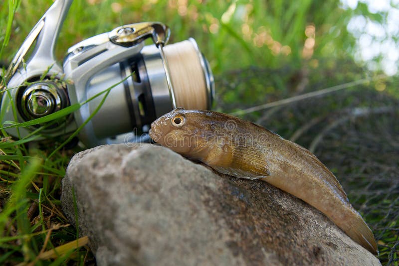 Freshwater bullhead fish or round goby fish known as Neogobius melanostomus and Neogobius fluviatilis pallasi just taken from the water. Close up view of raw bullhead fish called goby fish on grey stone background and fishing rod with reel on natural background. Freshwater bullhead fish or round goby fish known as Neogobius melanostomus and Neogobius fluviatilis pallasi just taken from the water. Close up view of raw bullhead fish called goby fish on grey stone background and fishing rod with reel on natural background