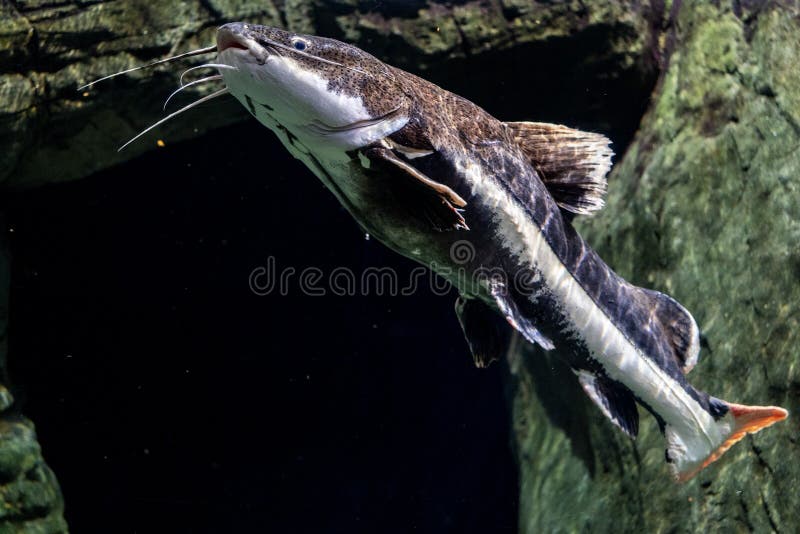 Freshwater Catfish in Home Aquarium. Stock Photo Image of aquatic