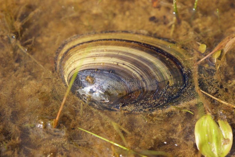 Freshwater Clam  704237