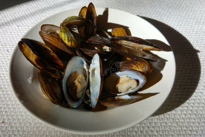 Freshwater clams from lake stock image. Image of freshwater 107739473