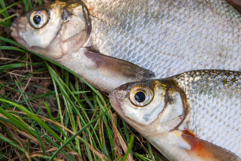 Several just taken from the water freshwater common bream known as bronze bream or carp bream Abramis brama and white bream or silver fish known as blicca bjoerkna on natural background. Several just taken from the water freshwater common bream known as bronze bream or carp bream Abramis brama and white bream or silver fish known as blicca bjoerkna on natural background.