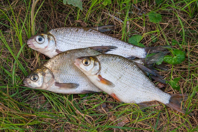 Several just taken from the water freshwater common bream known as bronze bream or carp bream Abramis brama and white bream or silver fish known as blicca bjoerkna on natural background. Several just taken from the water freshwater common bream known as bronze bream or carp bream Abramis brama and white bream or silver fish known as blicca bjoerkna on natural background.