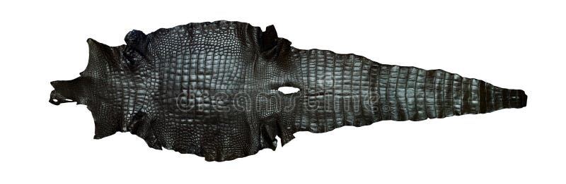 Freshwater crocodile belly skin texture background.