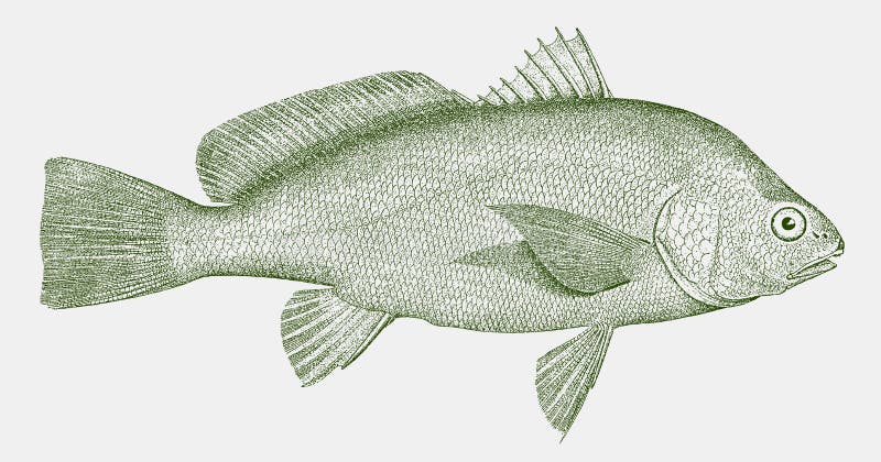 Freshwater Drum Aplodinotus Grunniens, Freshwater Fish Endemic To America  Stock Vector - Illustration of freshwater, gaspergou: 172670077