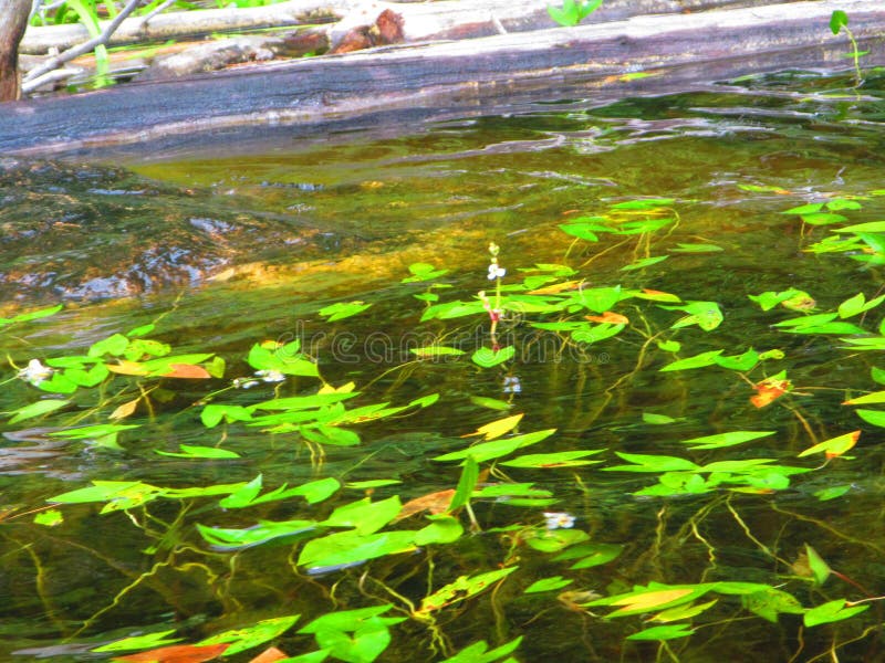 Freshwater Emergent Aquatic Plants Arrowhead Sagittaria Species Stock ...