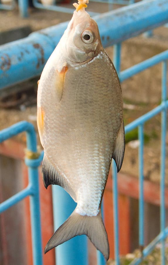 Freshwater fish (Blicca bjorkna)