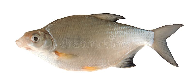 Freshwater fish (Blicca bjorkna)