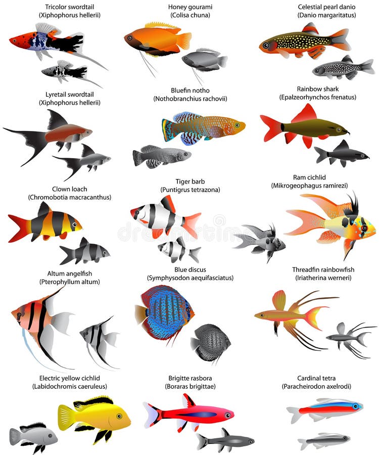 Freshwater fish stock vector. Illustration of cichlid - 72954805