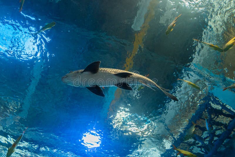 Freshwater Fish is the Fish Tank. Stock Photo Image of beautiful