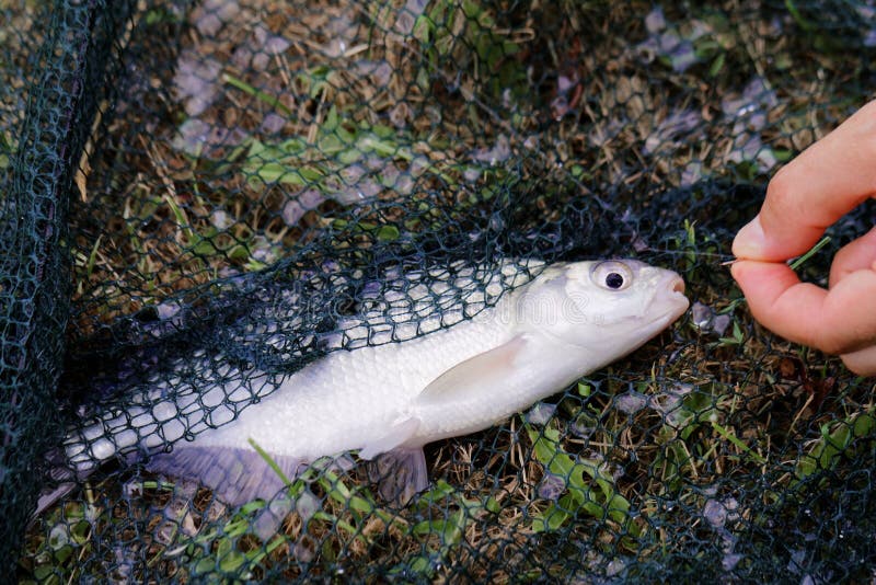 Freshwater Fish on Green Grass. Stock Photo - Image of brama, abramis ...