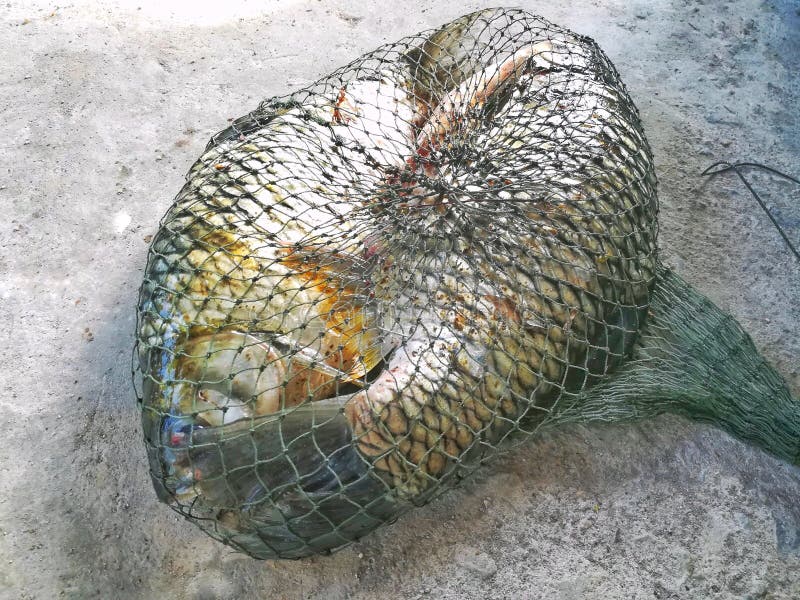 Freshwater Fish in Net Bag. Stock Image Image of mesh, close 93993829