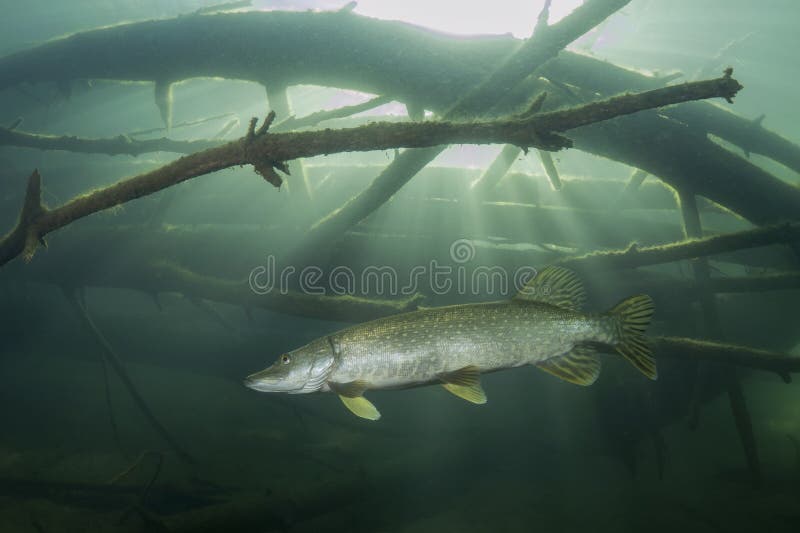 Freshwater fish Northern pike Esox lucius in the beautiful clean pound. Underwater shot with nice bacground and natural light. Wild life animal. Underwater world. Freshwater fish Northern pike Esox lucius in the beautiful clean pound. Underwater shot with nice bacground and natural light. Wild life animal. Underwater world.