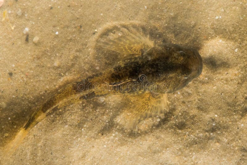 A freshwater fish photographed from above camouflaged against sand at bottom of stream. A freshwater fish photographed from above camouflaged against sand at bottom of stream