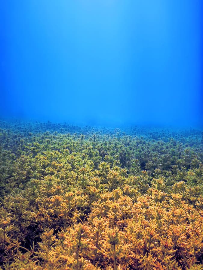 Freshwater Flora, Underwater Freshwater Landscape Stock Image Image