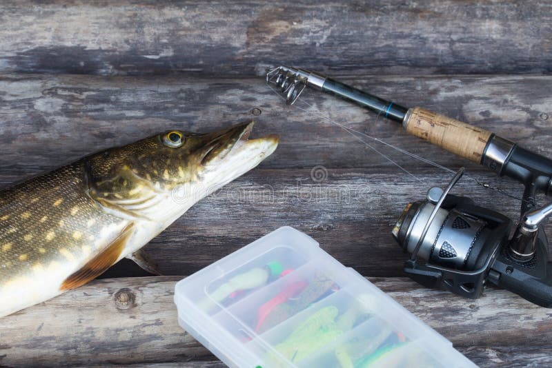 Freshwater Northern Pike Fish and Fishing Rod with Reel Lying on
