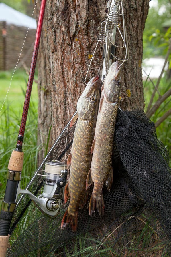 Good Catch. Two Freshwater Pike Fish on Fish Stringer on Natural Stock  Photo - Image of head, green: 123292948