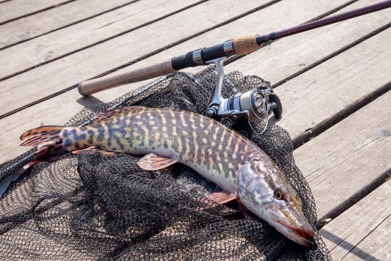 Trophy fishing. Big freshwater pike and fishing equipment lies o