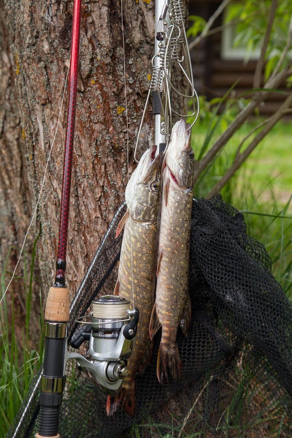 Fishing rod and reel on the natural background. Fish stringer. Stock Photo