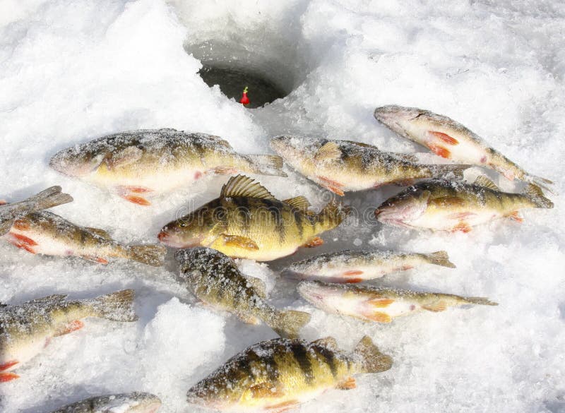 7,426 Freshwater Perch Stock Photos - Free & Royalty-Free Stock Photos from  Dreamstime
