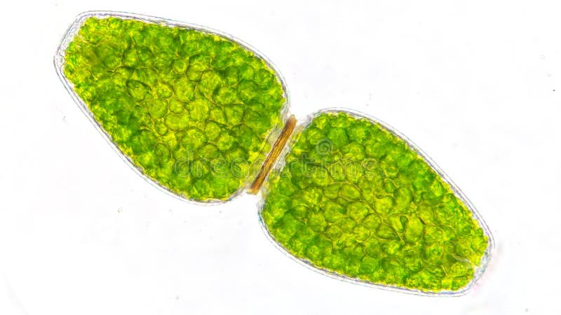 Freshwater phytoplankton, Pleurotaenium ovatum royalty free stock photography