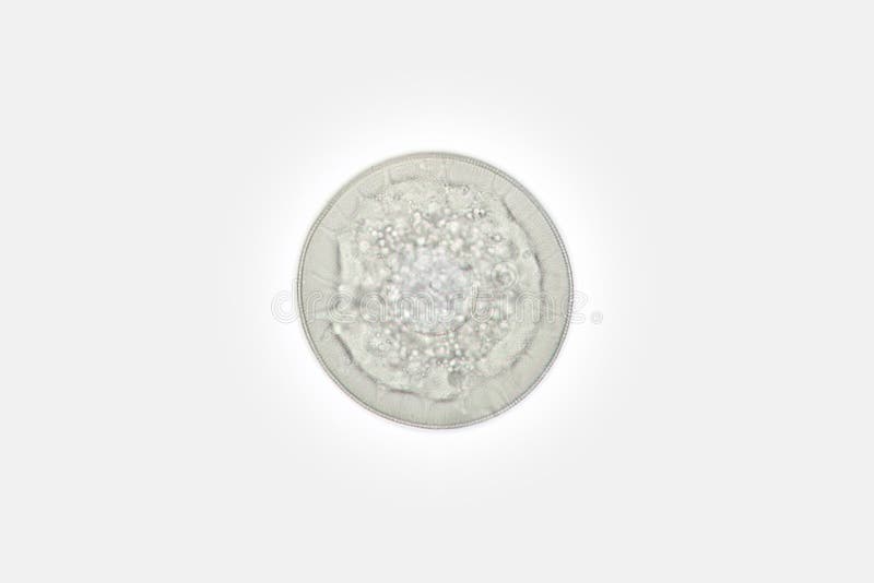 Freshwater phytoplankton round diatom algae Stephanodiscus by microscope. Bacillariophyta Cyclotella kutzingiana stock photo