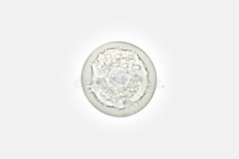 Freshwater phytoplankton round diatom algae Stephanodiscus by microscope. Bacillariophyta Cyclotella kutzingiana royalty free stock photos