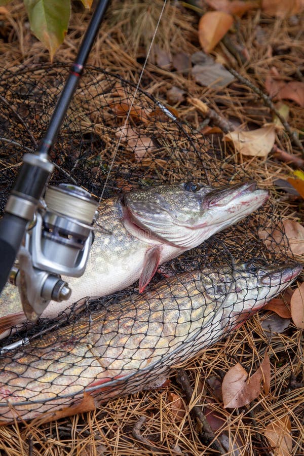 Freshwater Pike with Fishing Lure in Mouth and Fishing Equipment