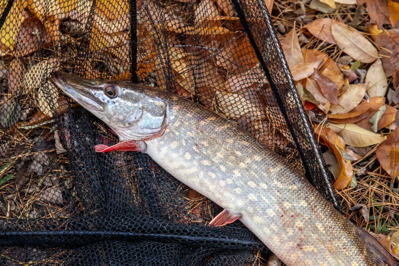https://thumbs.dreamstime.com/b/freshwater-pike-fish-black-landing-net-as-background-fishing-concept-trophy-catch-big-know-esox-lucius-just-taken-144428682.jpg