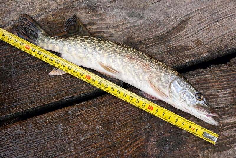 Freshwater Pike Fish and Tape-measure on Wooden Background. Stock