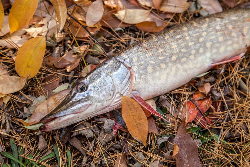 https://thumbs.dreamstime.com/b/freshwater-pike-fish-yellow-leaves-autumn-time-fishing-concept-trophy-catch-big-know-as-esox-lucius-just-taken-141213535.jpg