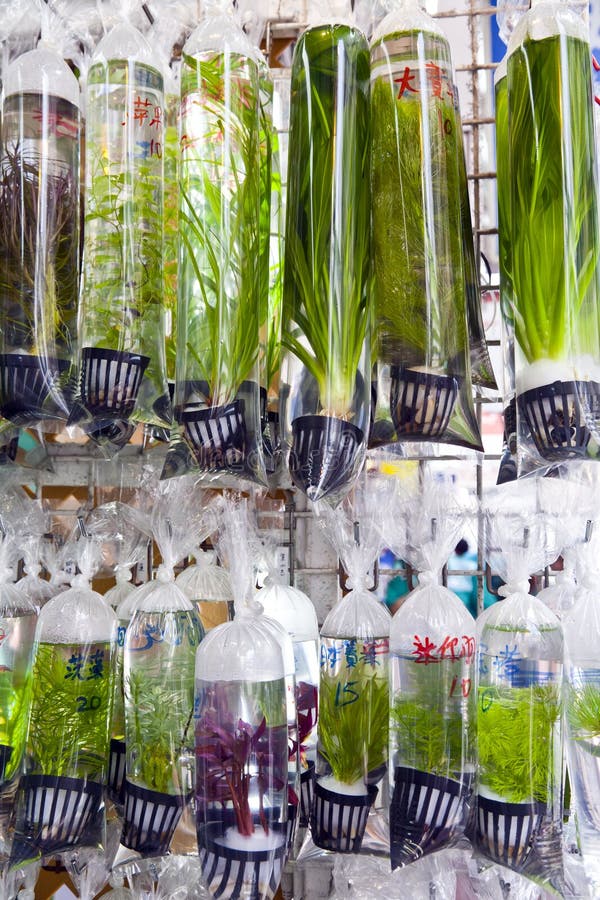Freshwater Plants for Sale stock photo. Image of sells 22293988