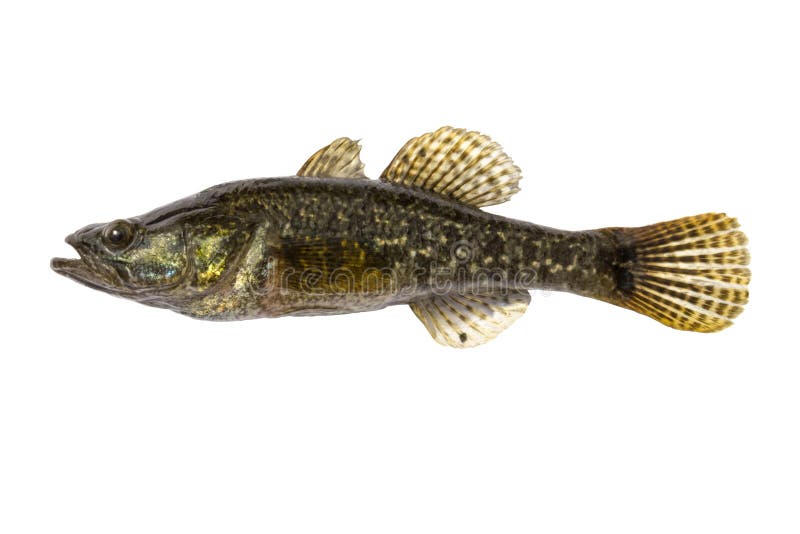 Freshwater predatory fish rotan, isolated Perccottus glenii, Amur Sleeper, side view