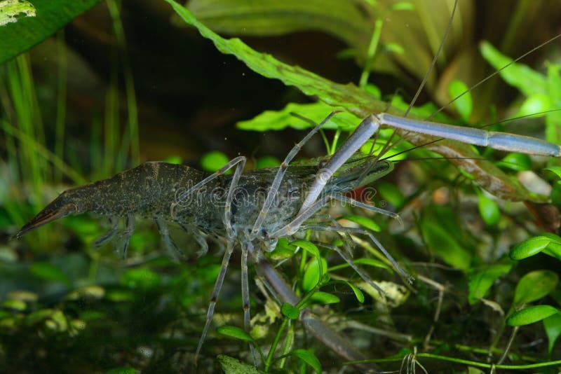 Freshwater shrimp