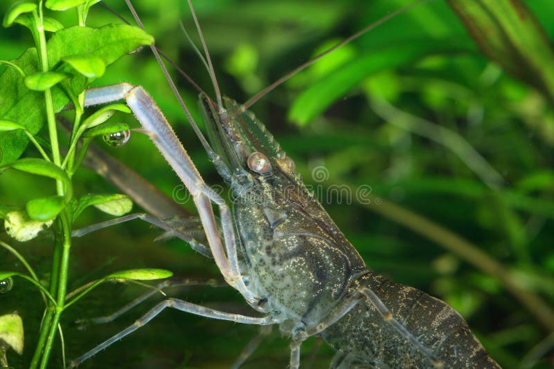 Freshwater shrimp