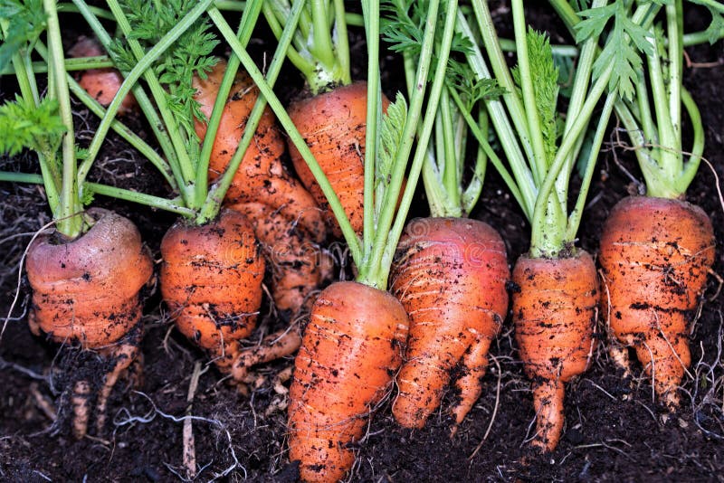 Freshy picked carrots, for Christmas day dinner, in 2020.