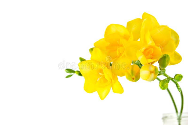 Fresia amarelo imagem de stock. Imagem de folhas, pétala - 27996281
