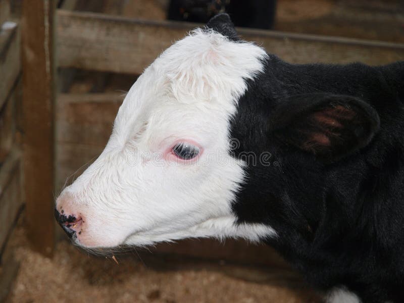 Fresian Hereford Cross Calf stock photos
