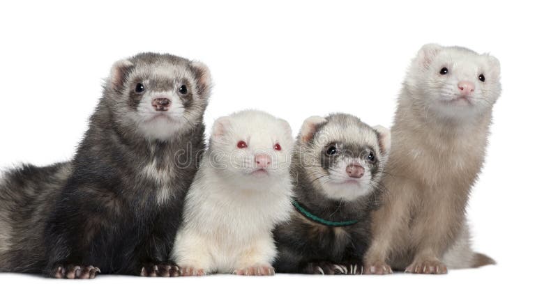Group of four ferrets, 5 years, 6 years, 3 years, 1 years old, in front of white background. Group of four ferrets, 5 years, 6 years, 3 years, 1 years old, in front of white background
