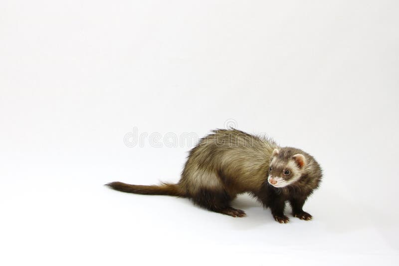 Frettchen auf einem weißen Hintergrund lizenzfreie stockfotos Frettchen auf einem weißen Hintergrund lizenzfreie stockfotos