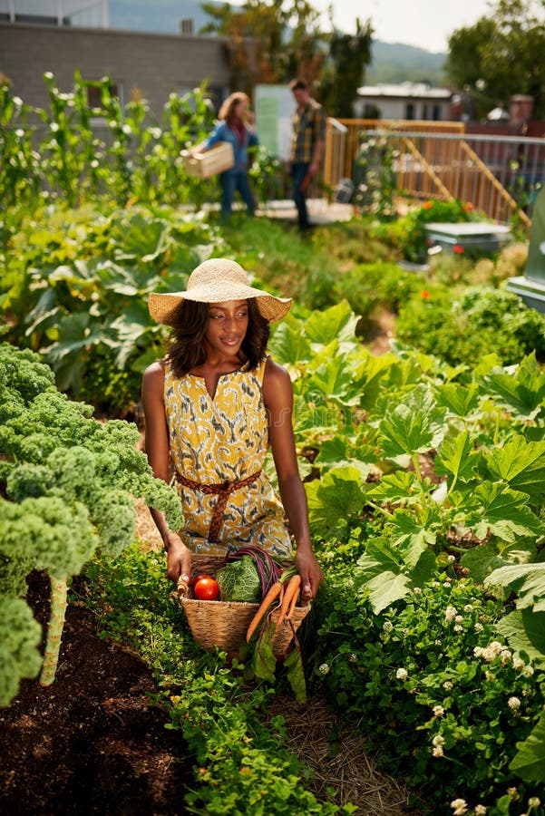 Fashionable black female gardener tending to organic crops at community garden and picking up a basket full of produce. Fashionable black female gardener tending to organic crops at community garden and picking up a basket full of produce